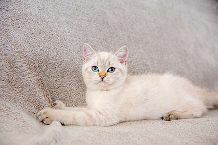 A cute light gray British kitten with blue eyes is sitting on a gray sofa.の写真素材