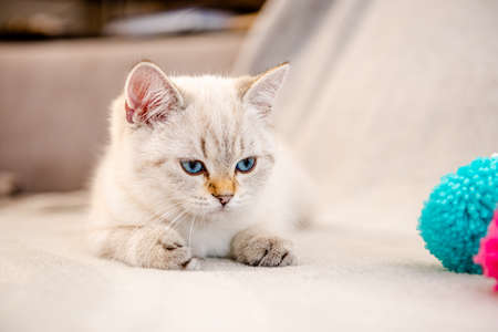 A cute light gray British kitten with blue eyes is sitting on a gray sofa.の写真素材