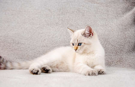 A cute light gray British kitten with blue eyes is sitting on a gray sofa.の写真素材