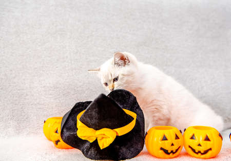 Cute light gray british kitten with blue eyes sits on a gray sofa with a black halloween hatの写真素材