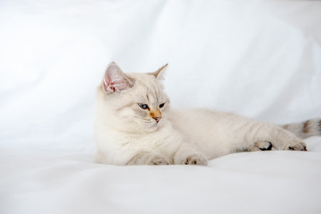 a light gray cat lies on a bed on a white sheetの写真素材
