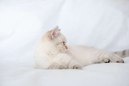 a light gray cat lies on a bed on a white sheet and plays with tanglesの写真素材
