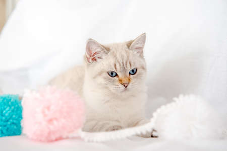 a light gray cat lies on a bed on a white sheet and plays with tanglesの写真素材