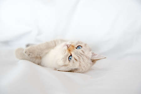 a light gray cat lies on a bed on a white sheetの写真素材