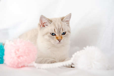a light gray cat lies on a bed on a white sheet and plays with tanglesの写真素材
