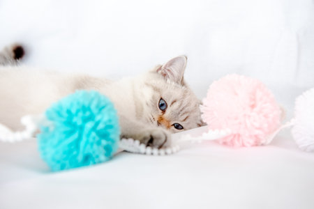 a light gray cat lies on a bed on a white sheet and plays with tanglesの写真素材