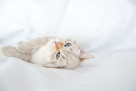 British Shorthair cat lying and looking on white background, isolatedの写真素材