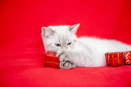 white kitten playing with gift box isolated on red background. Christmas and New Year conceptの写真素材