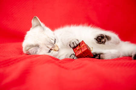 white kitten playing with gift box isolated on red background. Christmas and New Year conceptの写真素材