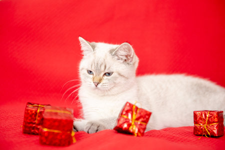 white kitten playing with gift box isolated on red background. Christmas and New Year conceptの写真素材