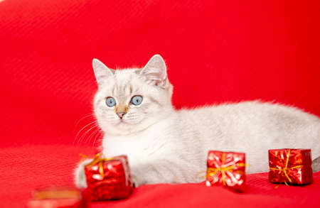 white kitten playing with gift box isolated on red background. Christmas and New Year conceptの写真素材