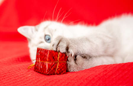 white kitten playing with gift box isolated on red background. Christmas and New Year conceptの写真素材