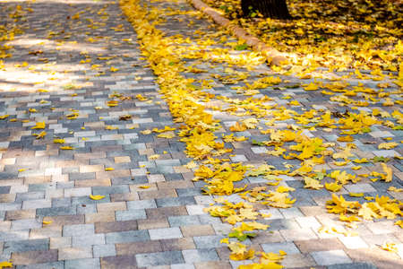 Yellow fallen autumn leaves are swept away in heaps and lie along the sidewalk. Autumn time in the...