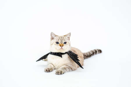 Funny cat with black bow tie and cape on white background.の写真素材