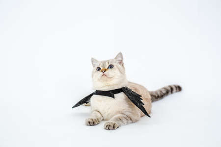 Halloween cat,portrait kitty wear black bat wing isolated on white backgroundの写真素材