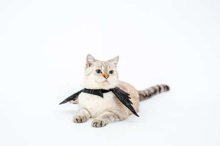 Halloween cat,portrait kitty wear black bat wing isolated on white backgroundの写真素材