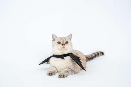 Funny cat in halloween costume on a white background.の写真素材