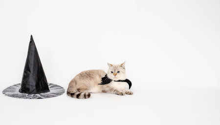 Halloween cat,portrait kitty wear black bat wing isolated on white backgroundの写真素材