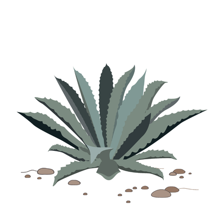 Tequila blue agave on dry sand. Realistic illustration for label, poster, or web.のイラスト素材