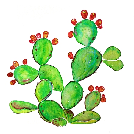 Ripe Prickly pear cactus with fruits. Watercolor raster illustrationの写真素材