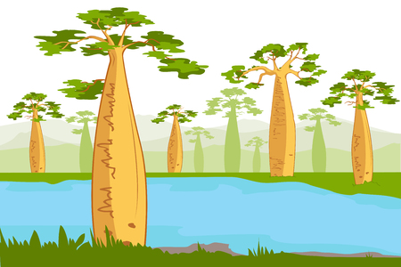 Baobabs nea the river. Beautiful Baobab tree silhouettes. Adansonia grandidieri. Madagascar floraのイラスト素材