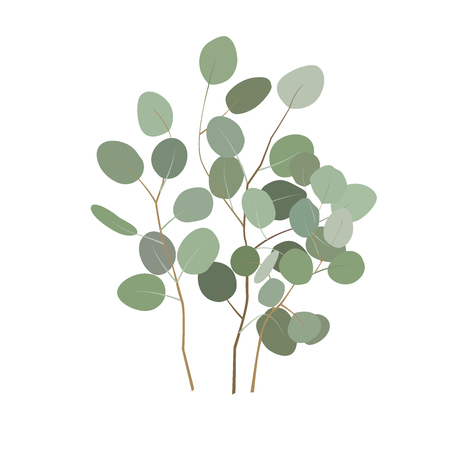 Vector eucalyptus or silver dollar plant branches. Hand painted eucalyptus elements isolated on white background. Illustration for rustic, simple, natural wedding design.のイラスト素材