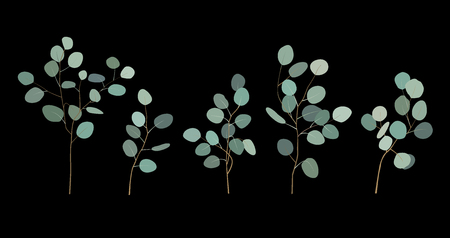 Hand painted silver dollar eucalyptus elements. Floral illustration with round leaves and branches isolated on black background. For design and textile.のイラスト素材