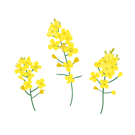 Flowering stalk of yellow rape flowers. Brassica napus, rapeseed, colza, oil seed, canola vector illustration. The concept of rapeseed oilor honey. Flat vector illustration isolated on white backgroundのイラスト素材