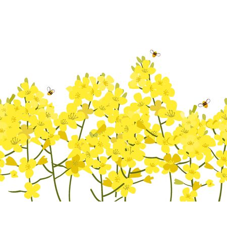 Seamless rape seed border, vector flower background. Rapeseed or canola texture for print, spring summer fashion, textile design, fabric, honey shop website, wallpaperのイラスト素材