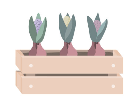 Cartoon hyacinths in wooden box. Spring design in Scandinavian style. Vector illustration isolated on whiteのイラスト素材