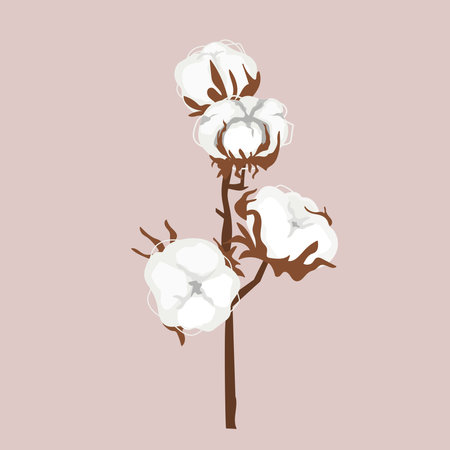 Cotton flower branch isolated on grey background. Vector hand drawn illustrationのイラスト素材