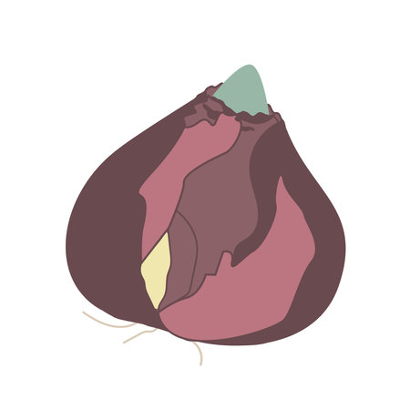 Bulb of hyacinth isolated on white background. Vector illustrationのイラスト素材