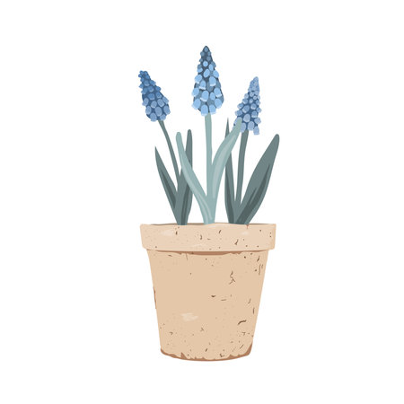 Potted Muscari plant. First Spring Flowers in a clay pot. Vector illustration isolated on a white backgroundのイラスト素材