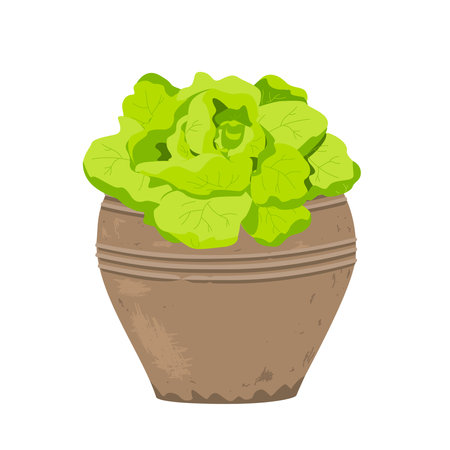 Lettuce Herb in stylish old clay flowerpot. Potted lettuce salad growing at home, isolated vectorのイラスト素材