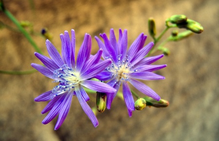 Macro of two flowers and buds on a neutral backgroundの写真素材