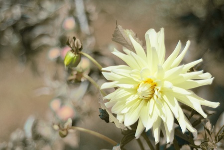 yellow dahlia flowerの写真素材