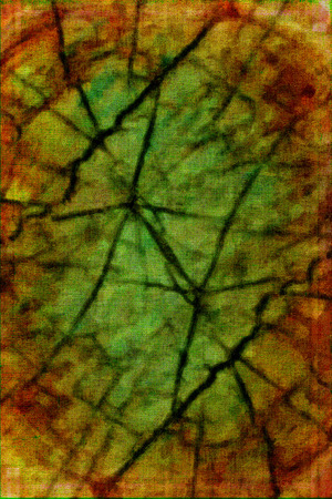 cut of a tree wooden rings with cracks