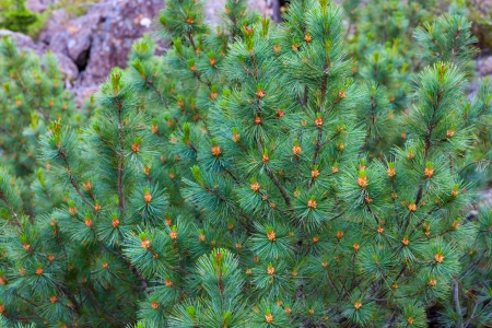 bush of mountain pines in its natural habitatの写真素材