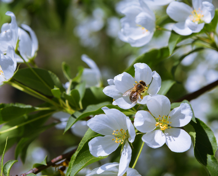 A bee collects nectar on a flower appleの写真素材