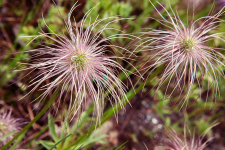 PulsatÃ­lla flowers in natural environment