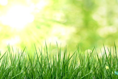 Grass natual background