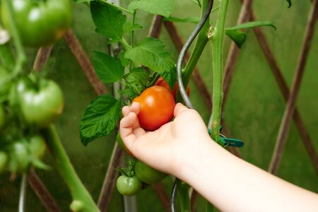 Close up woman hands picking a tomatoの写真素材