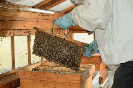 Frames of a bee hive. Beekeeper harvesting honey.