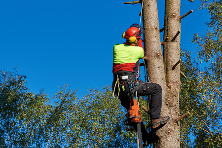 Lumberjack with saw and harness climbing a treeの写真素材