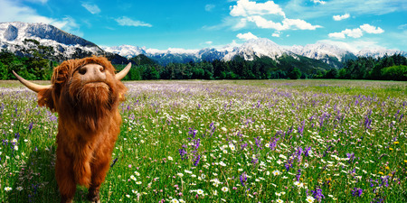 Summer landscape with a cow on fresh green pastures with flowers and mountains in the backgroundの写真素材