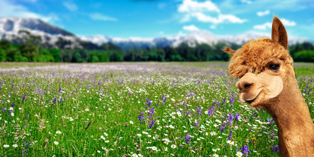 Summer landscape with alpaca on fresh green pastures with flowers and mountains in the backgroundの写真素材