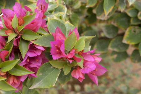 the beautiful nature floral background