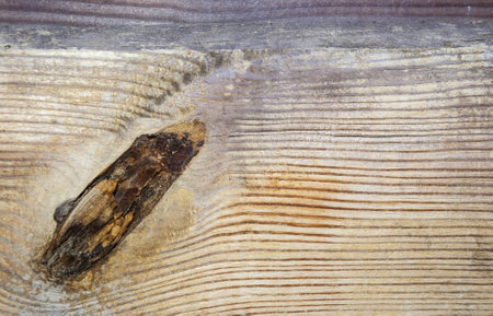 the background texture of the old wooden