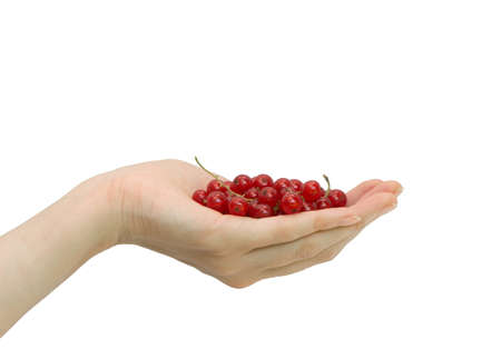 Red currant in hand on a white backgroundの写真素材