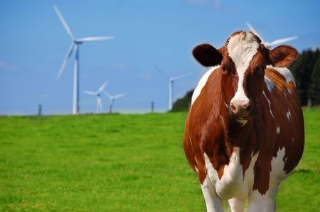 Cow in cultivated natureの写真素材